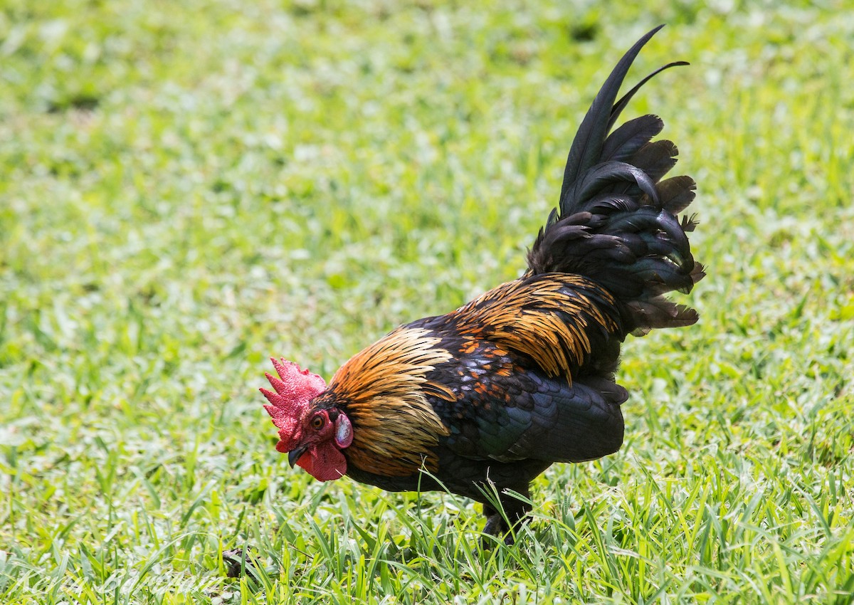 Red Junglefowl - ML275189501