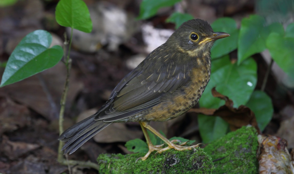 Island Thrush - ML275189621