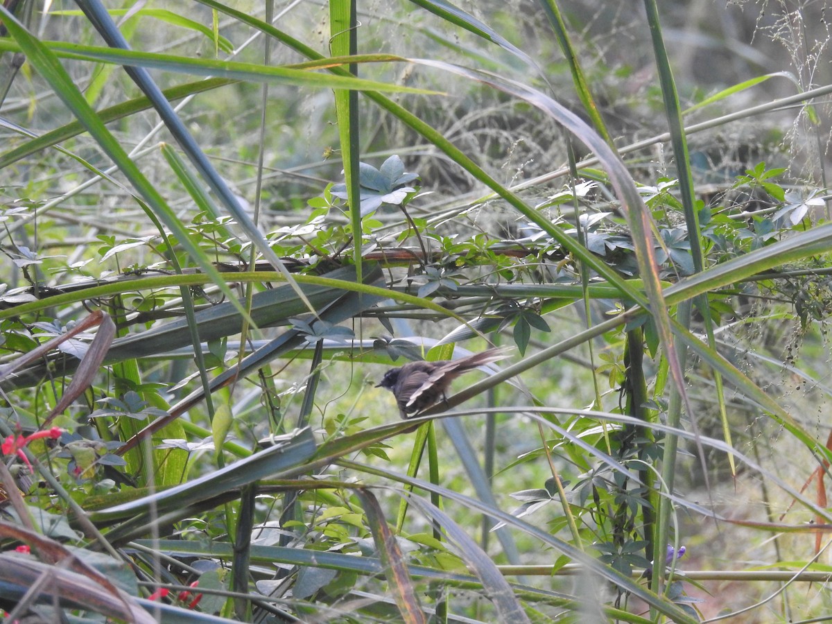 Spot-breasted Fantail - ML275190511