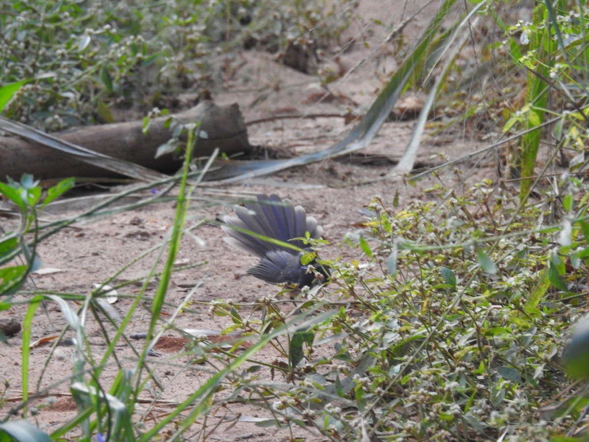 Spot-breasted Fantail - ML275190531