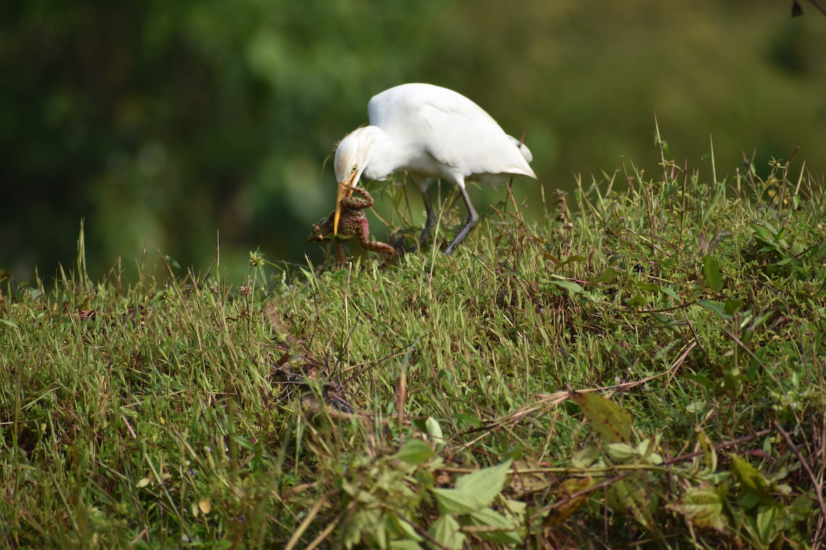 Eastern Cattle Egret - ML275193111