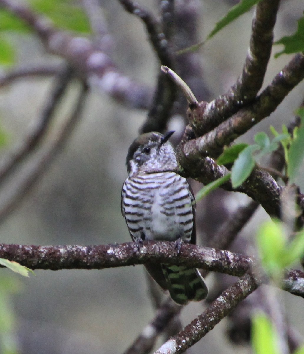 Shining Bronze-Cuckoo - ML275193151