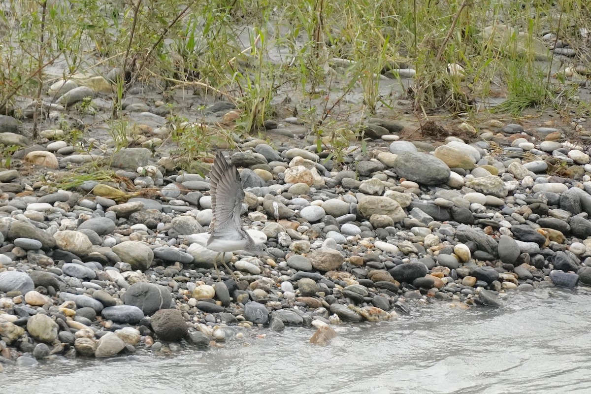 Common Greenshank - ML275194281