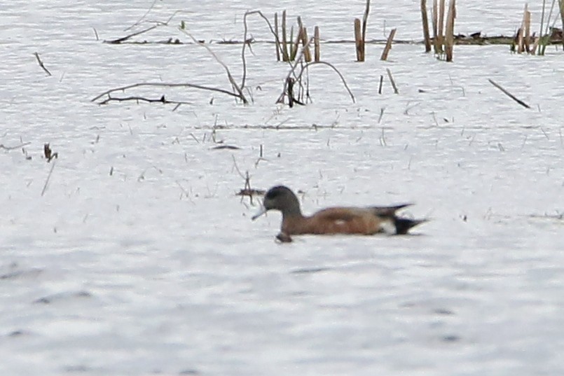 American Wigeon - ML27519451