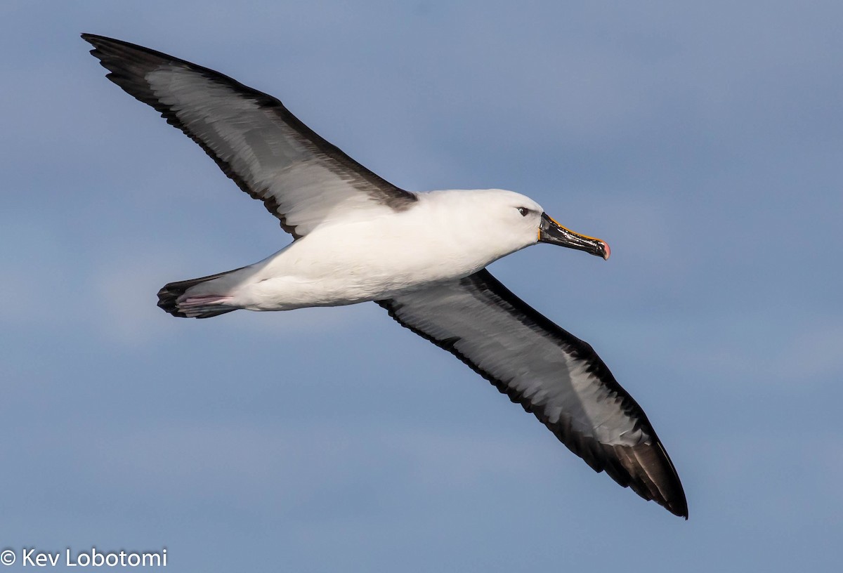 Indian Yellow-nosed Albatross - Kevin Bartram
