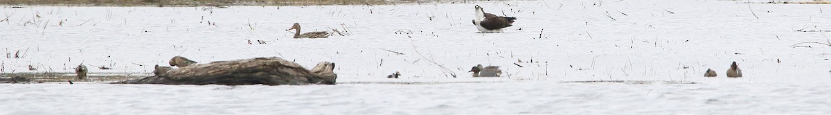 Green-winged Teal - ML27520071