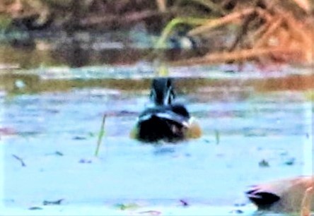 Wood Duck - Aldo Bertucci