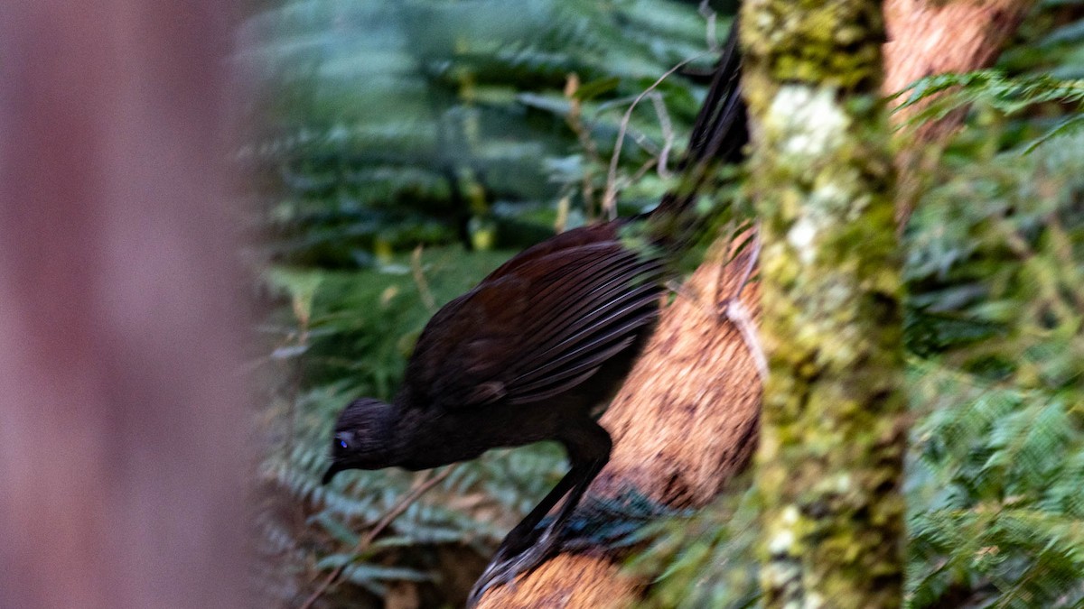 Superb Lyrebird - Alan Melville