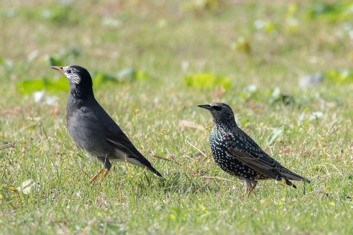 European Starling - ML275202481