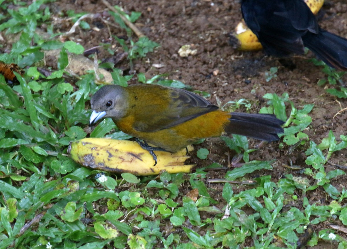 Scarlet-rumped Tanager (Passerini's) - ML275202811