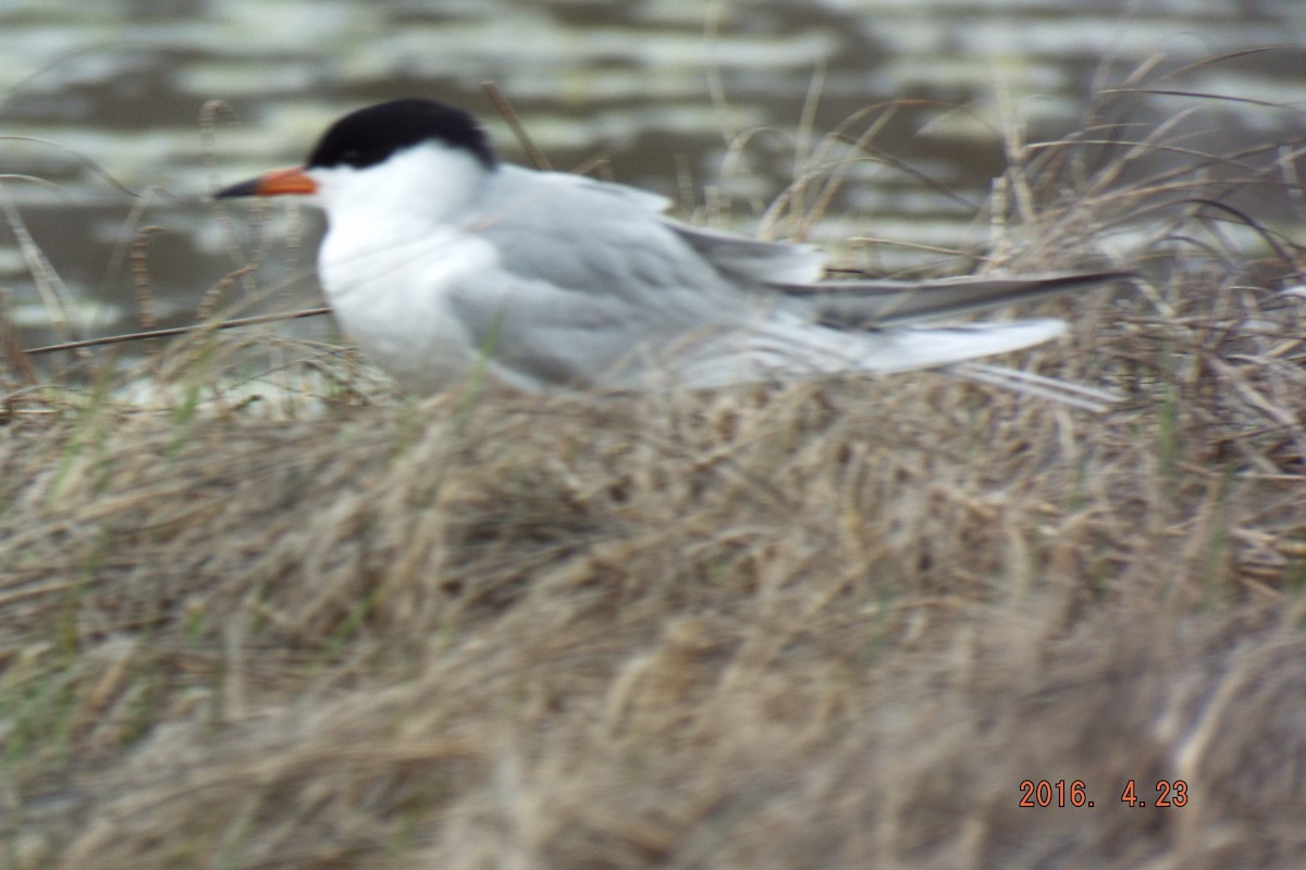 Forster's Tern - Shannon  Mancini