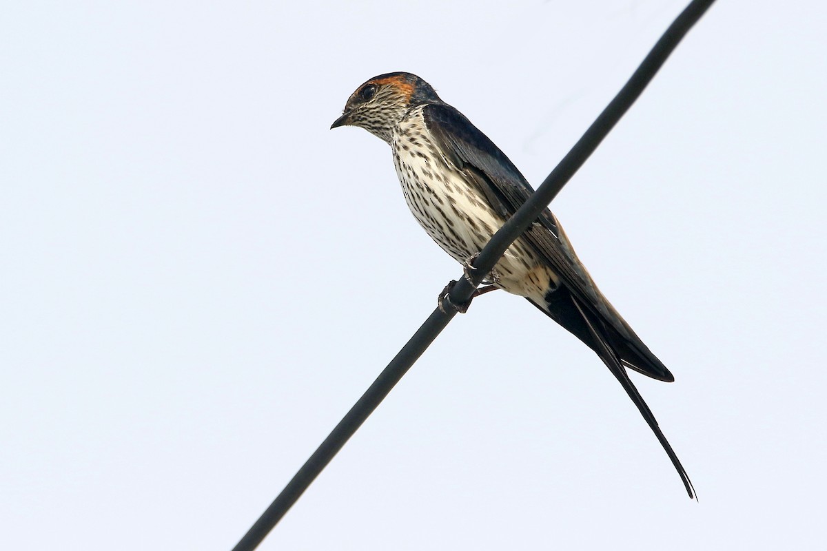Eastern Red-rumped Swallow (Striated) - ML275205161