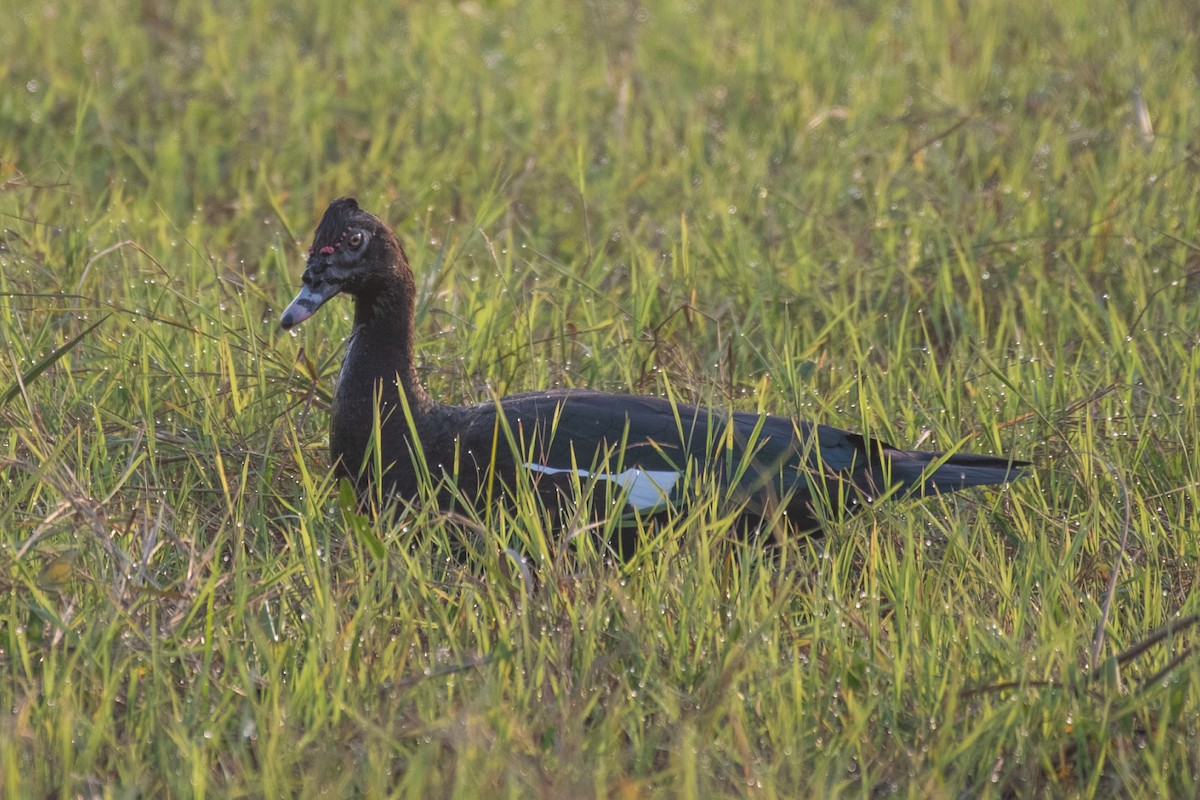 Muscovy Duck - ML275205391