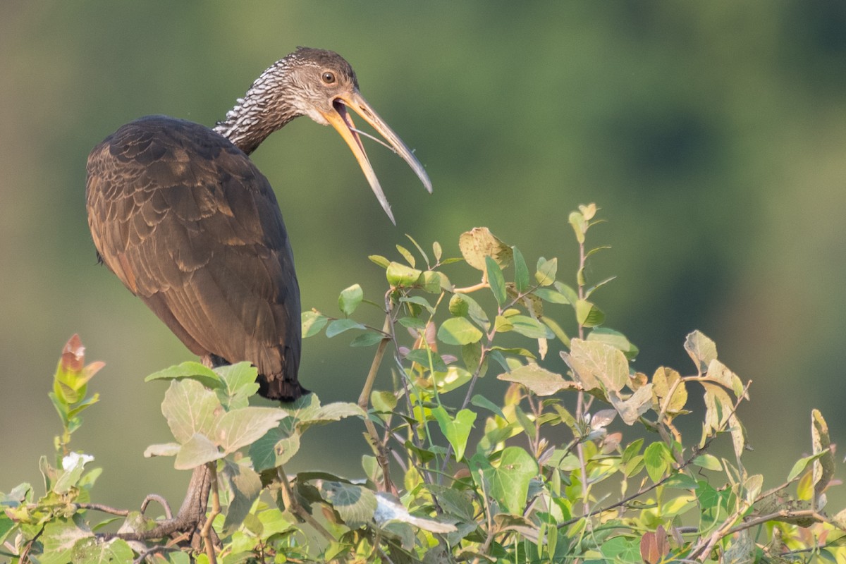 Limpkin - ML275205501