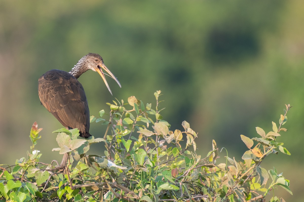 Limpkin - Adriana Dinu