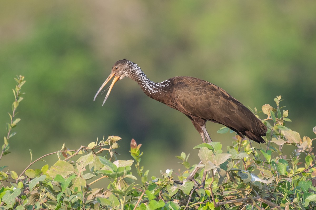 Limpkin - ML275205551