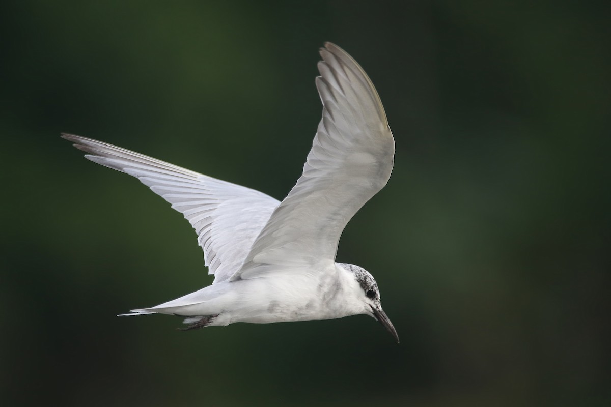 Whiskered Tern - Anre Kuizon