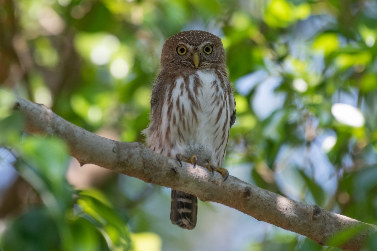 Ferruginous Pygmy-Owl - ML275205811