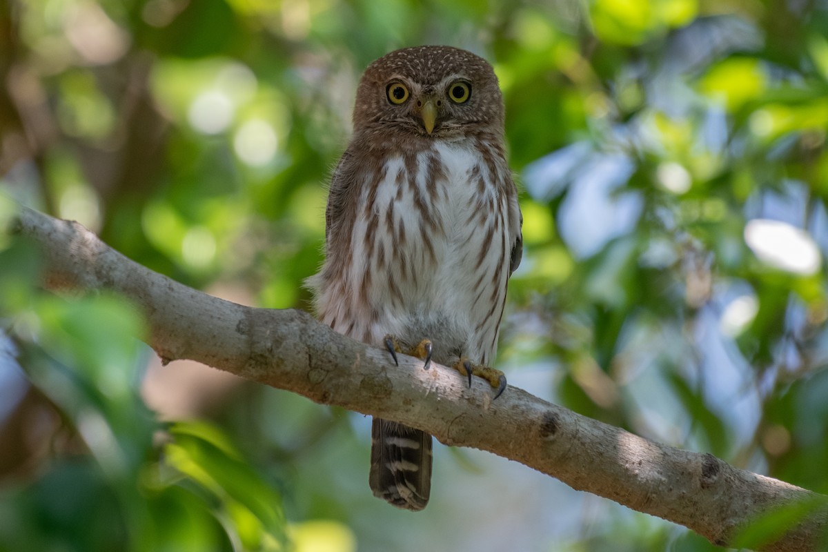 Ferruginous Pygmy-Owl - ML275205821