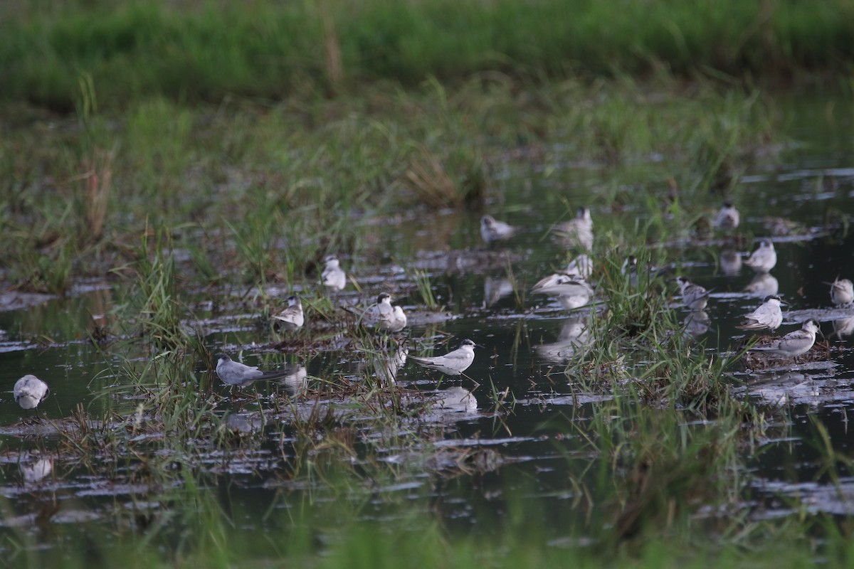 Whiskered Tern - ML275205851