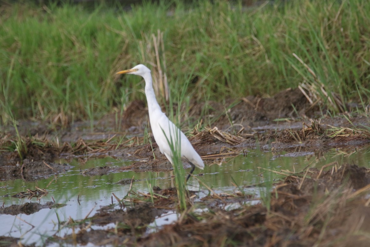 Eastern Cattle Egret - ML275206101