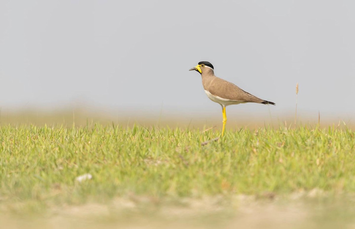 Yellow-wattled Lapwing - ML275206231
