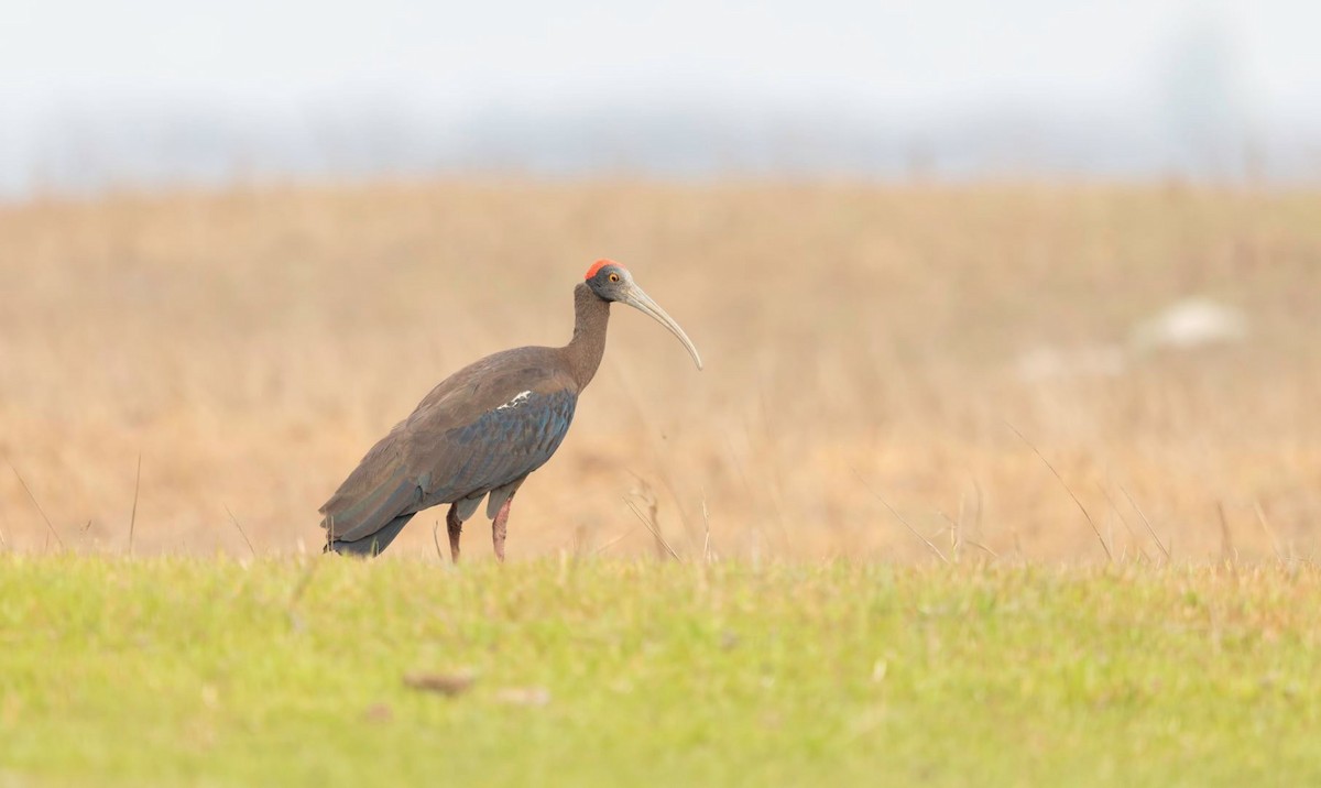 Red-naped Ibis - ML275206251