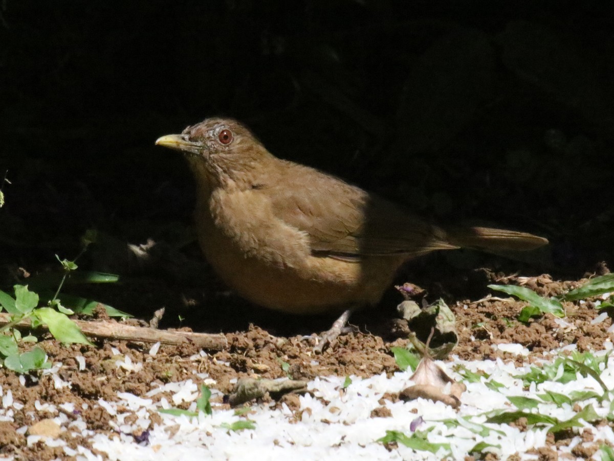 Clay-colored Thrush - ML275206631