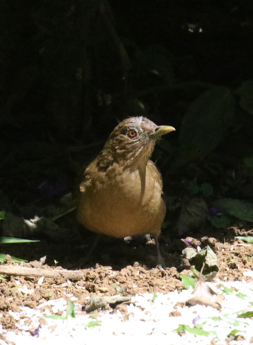 Clay-colored Thrush - ML275206641