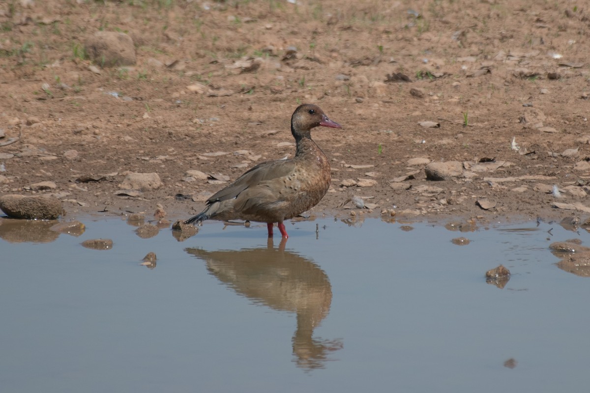 アカアシコガモ - ML275206851