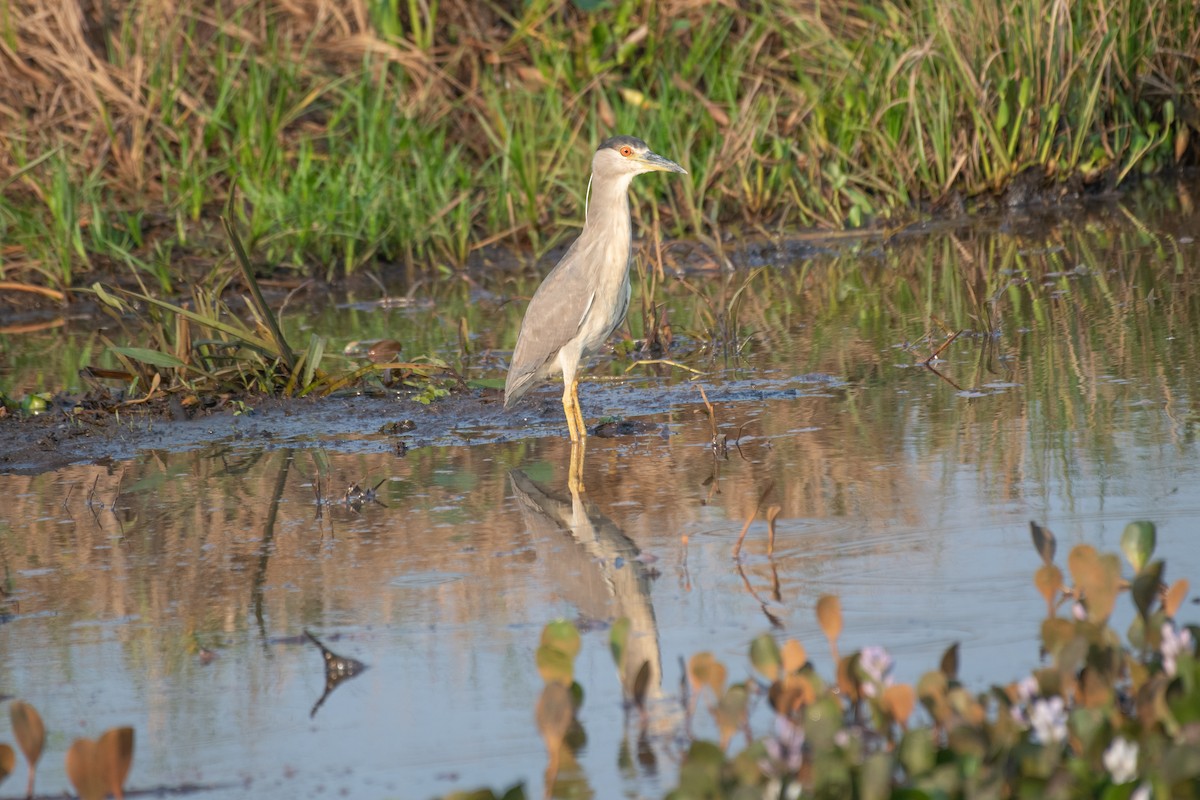 Black-crowned Night Heron - ML275206891