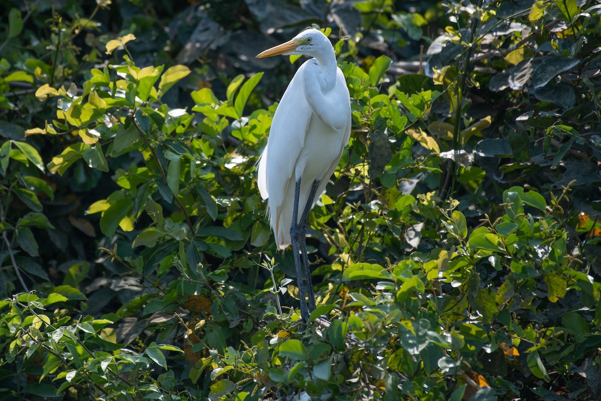 Great Egret - ML275206941