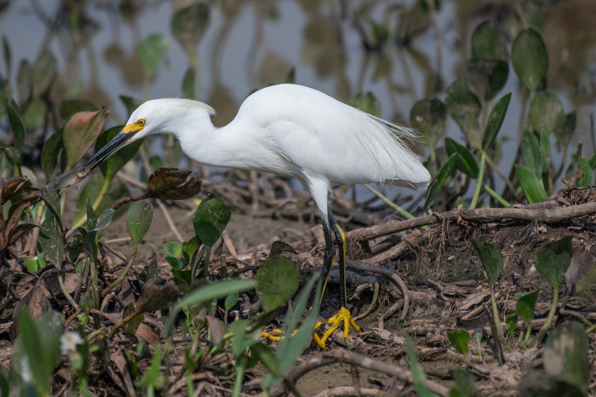 Snowy Egret - ML275207291