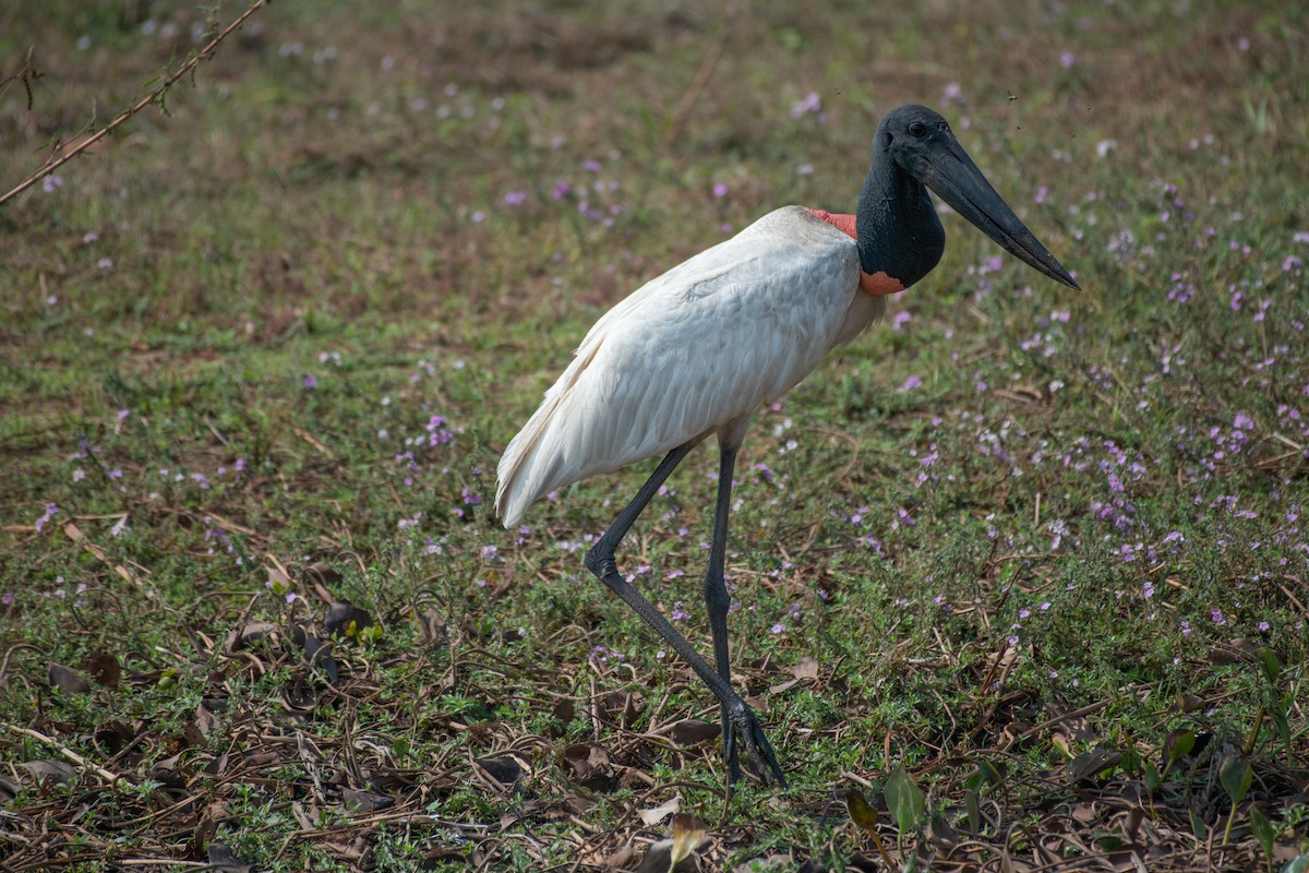 Jabiru - ML275207351