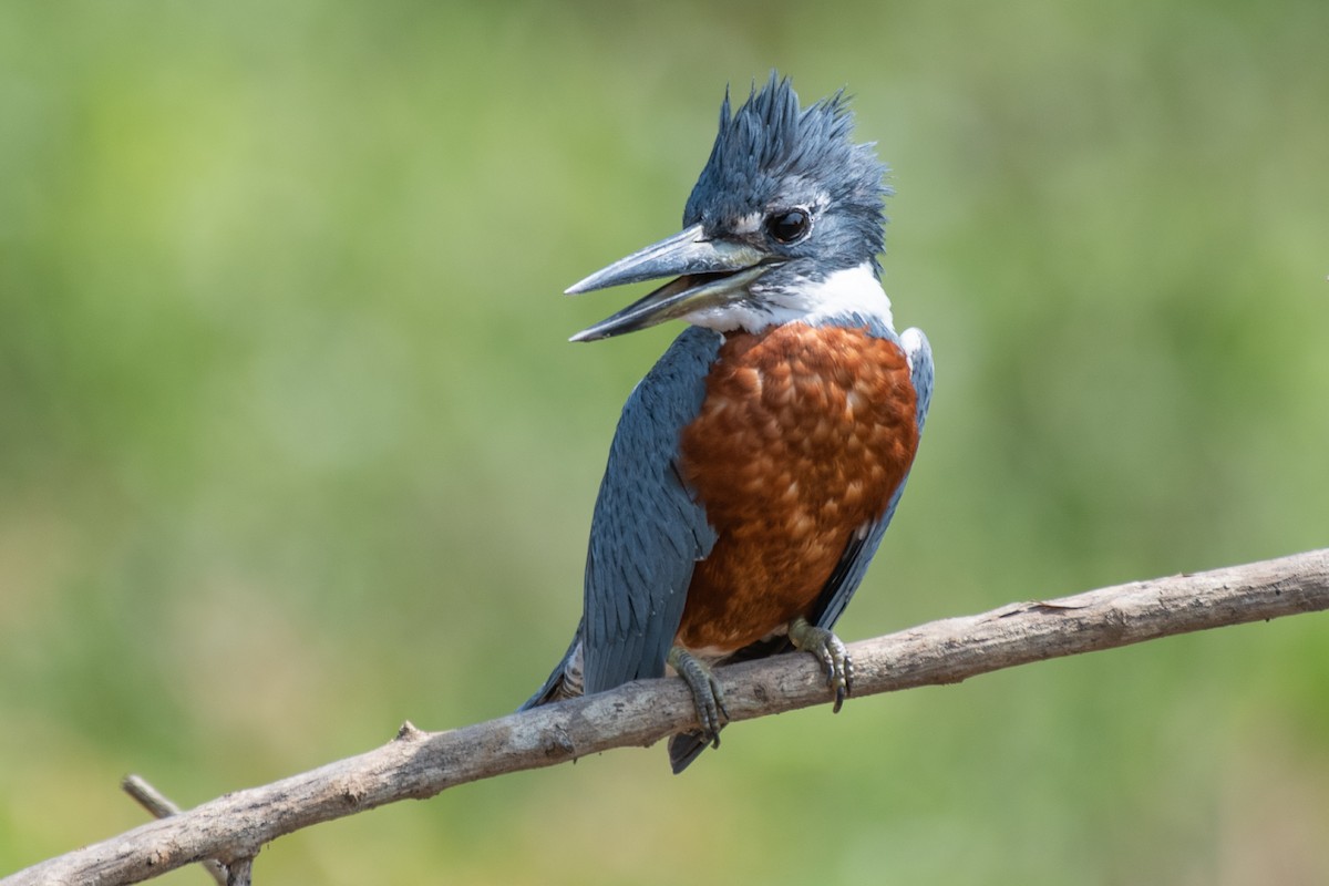 Ringed Kingfisher - ML275207541