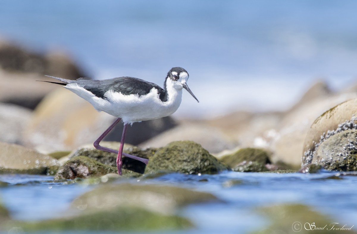 Black-necked Stilt - Saad Towheed