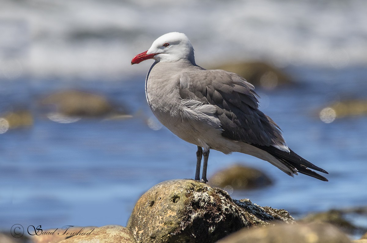 Heermann's Gull - Saad Towheed