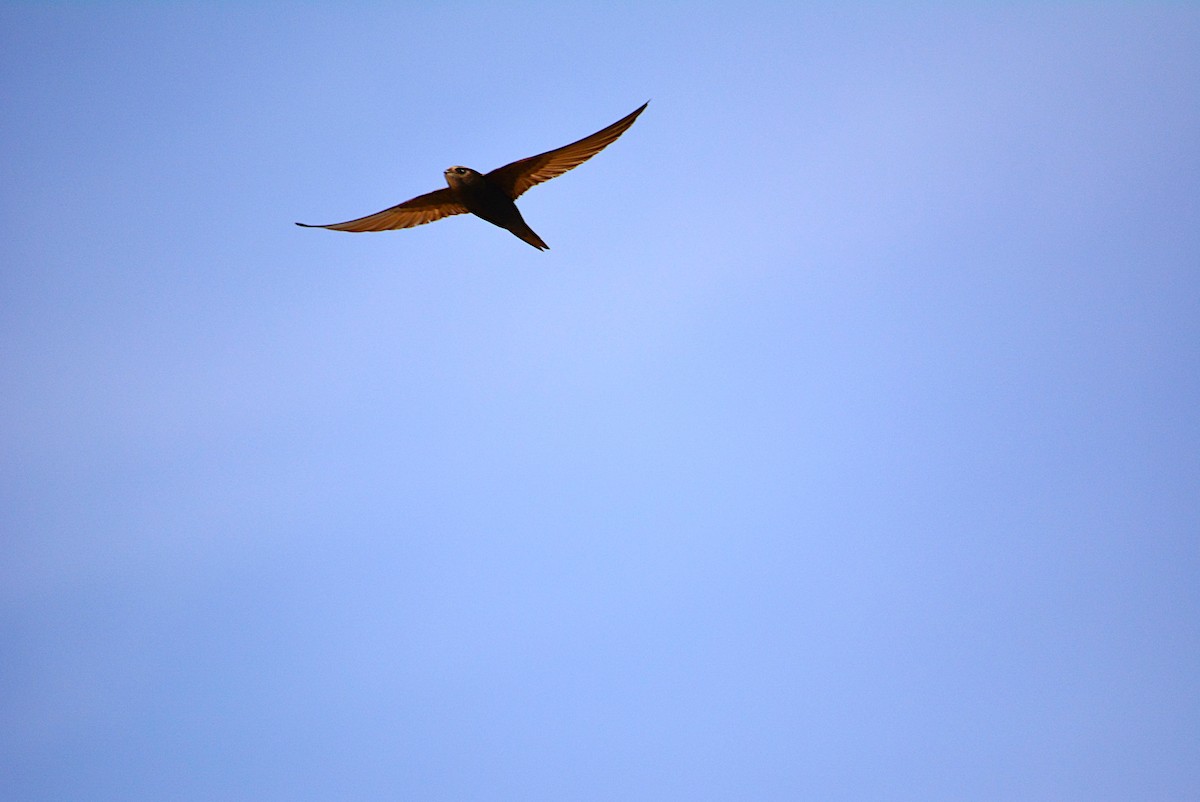 Common Swift - ML275208371