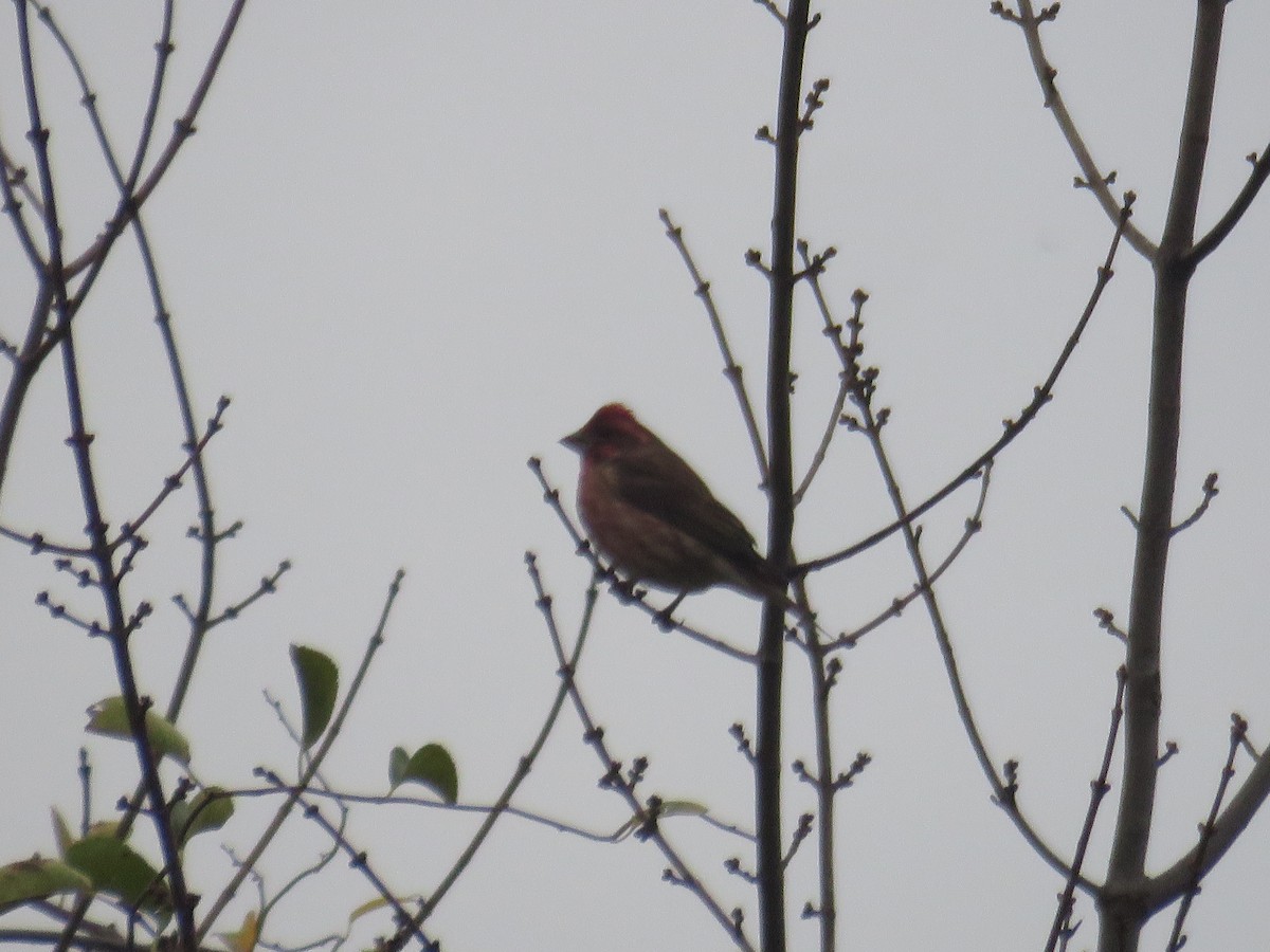 Purple Finch - Mary Ess-Why