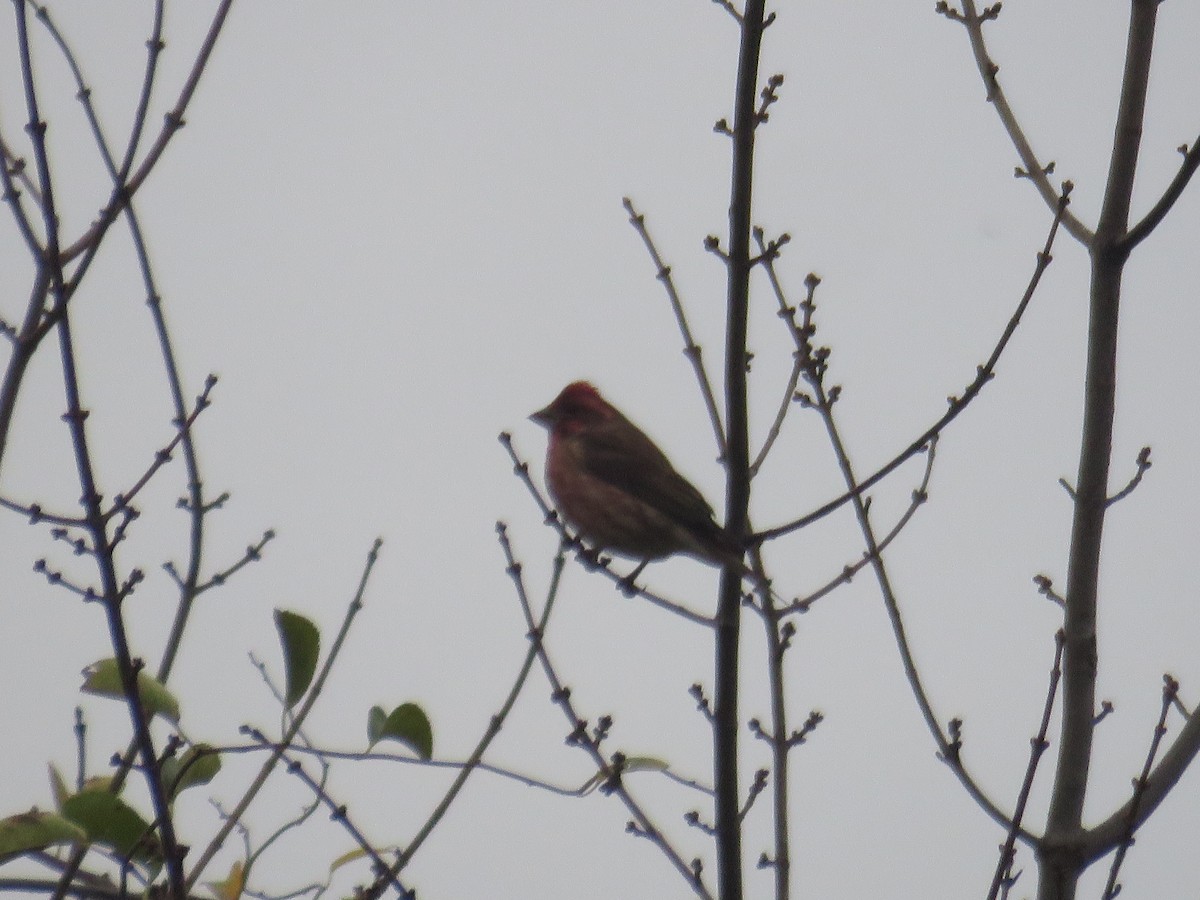 Purple Finch - ML275208821