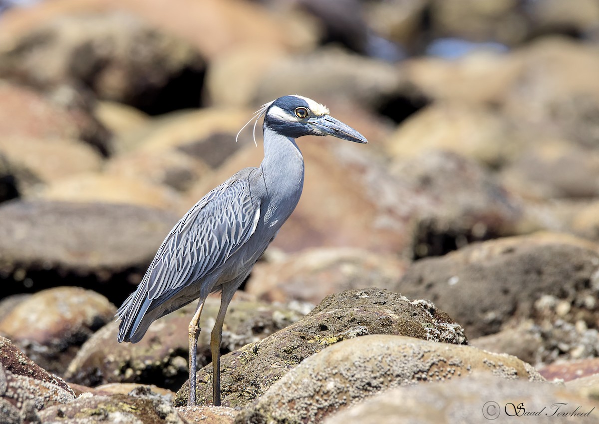 Yellow-crowned Night Heron - ML275208831