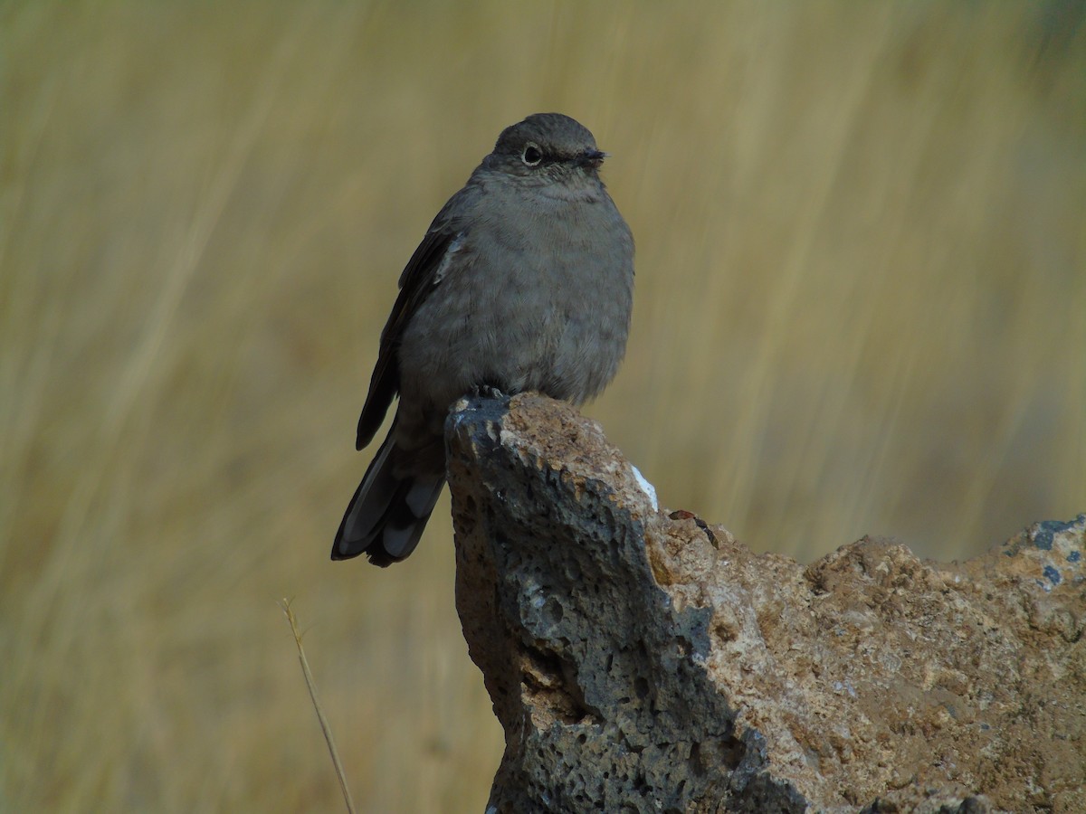 Townsend's Solitaire - Mike & MerryLynn  Denny