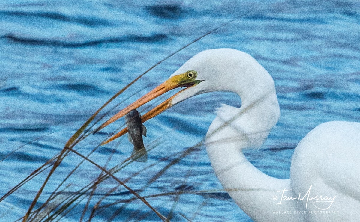 Great Egret - ML275212201