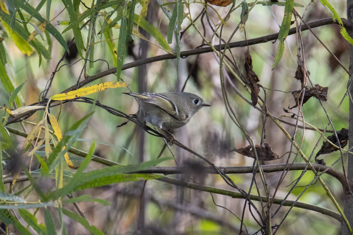 Ruby-crowned Kinglet - ML275212331