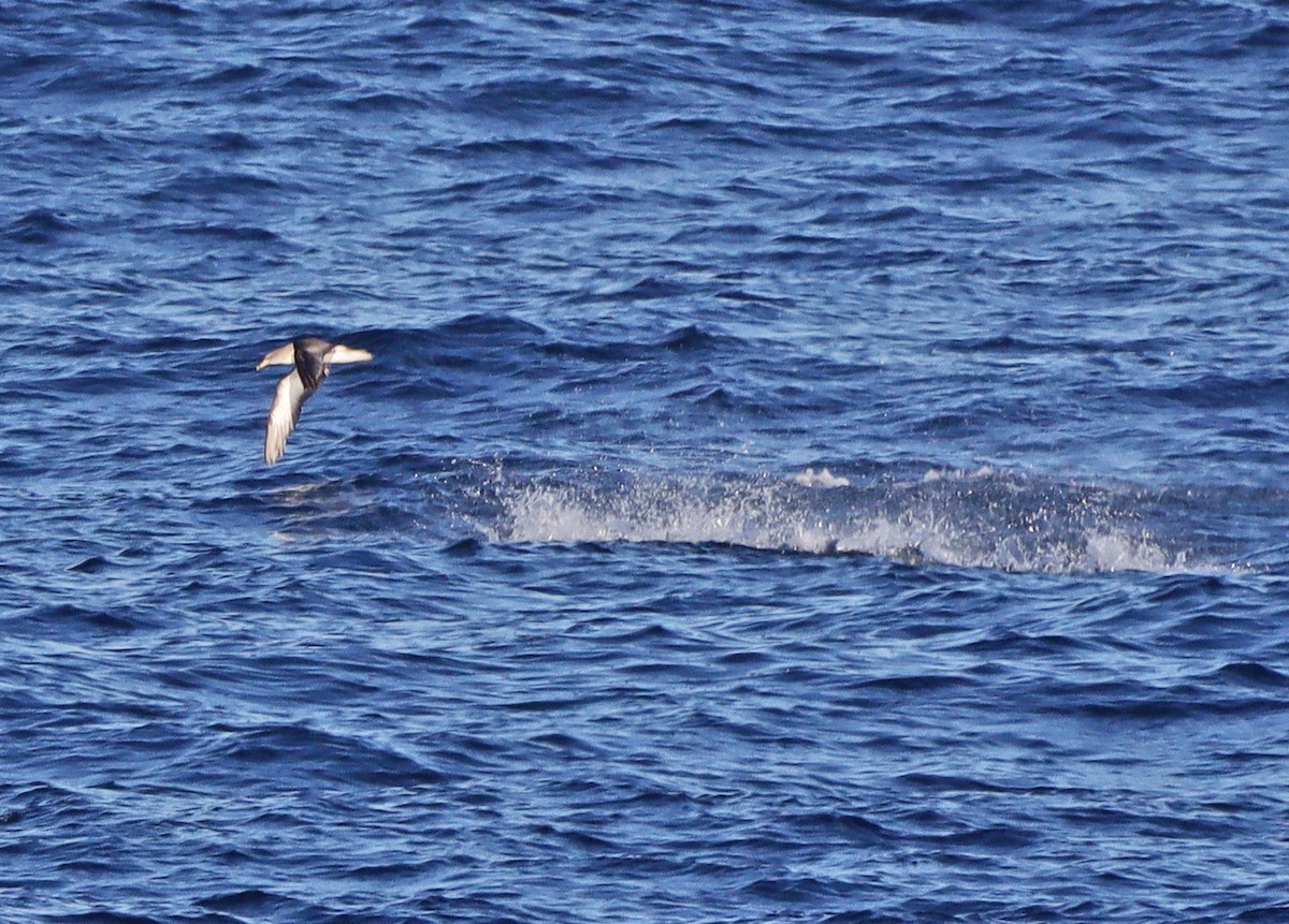 Cory's/Scopoli's Shearwater - ML275214261