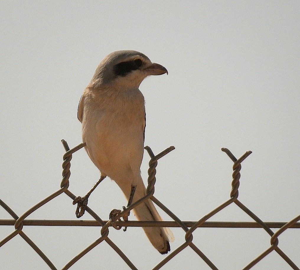 Great Gray Shrike - ML275215011