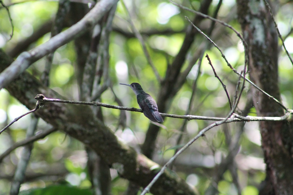 Gray-breasted Sabrewing - ML27521561