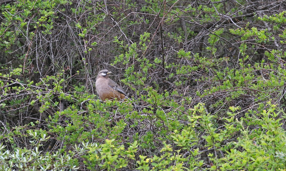 Snowy-cheeked Laughingthrush - ML275216081