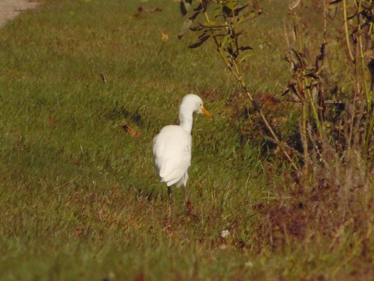 Western Cattle Egret - ML275216541