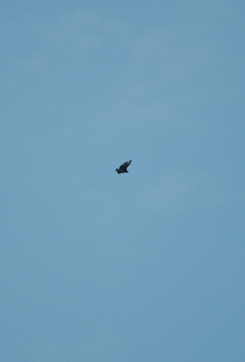 Black Vulture - ML275216691